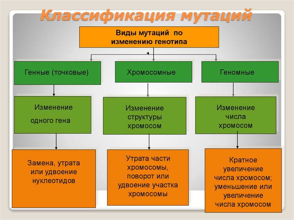Какую роль в эволюции играют генные мутации?