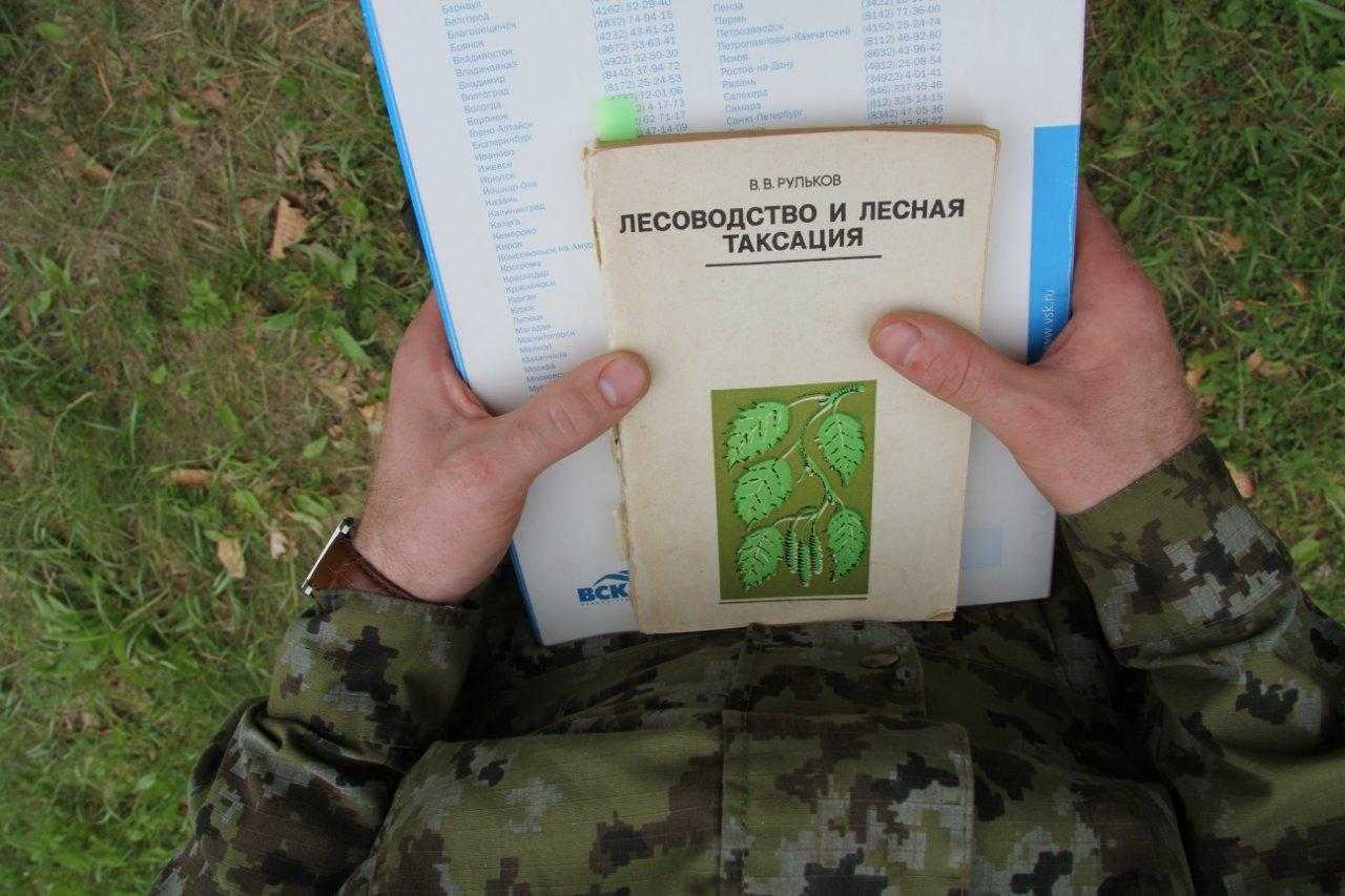 Что такое лесной массив и как он формируется