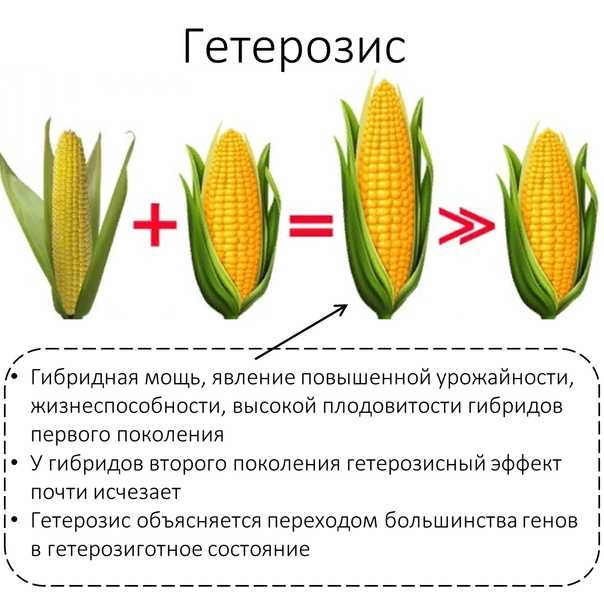 Гетерозис - без сменки