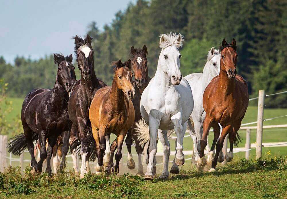 Правильное разведение лошадей как бизнес. разведение лошадей как бизнес: выгодно или нет