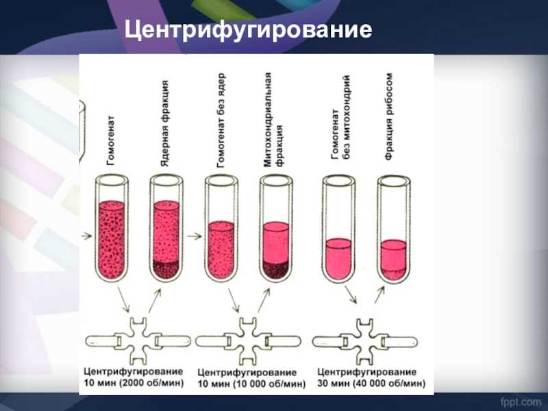 Центрифугирование крови - разделение крови