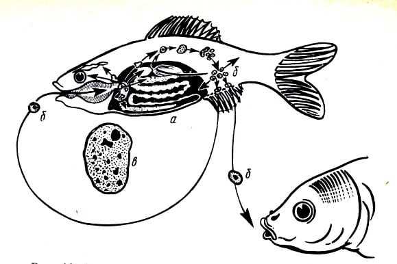 Виды инфекционных возбудителей у рыб