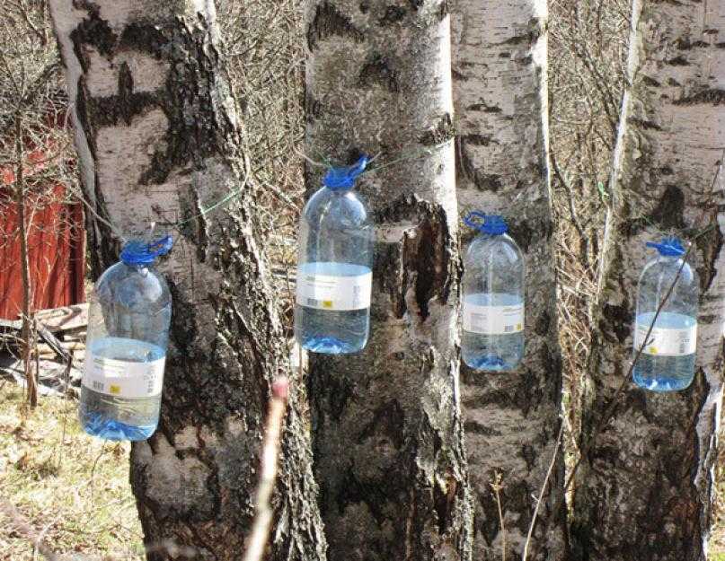 Берёзовый сок — волшебный напиток