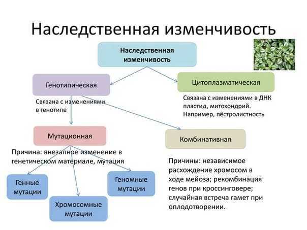 Факторы, влияющие на продуктивность овец