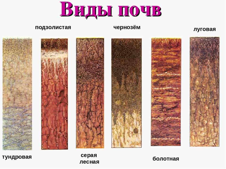Почвенно-грунтовые условия произрастания лесокультур - аналитика лесной промышленности