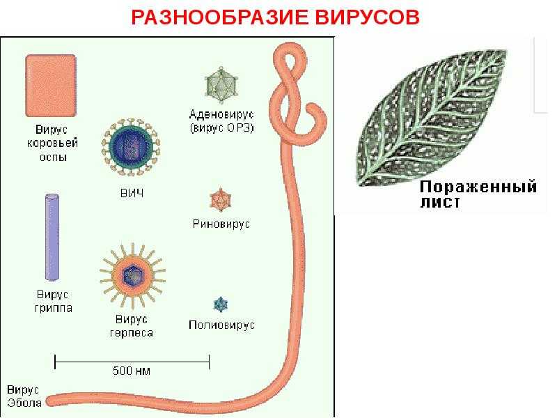 Вирион