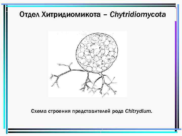 Хитридиомикота