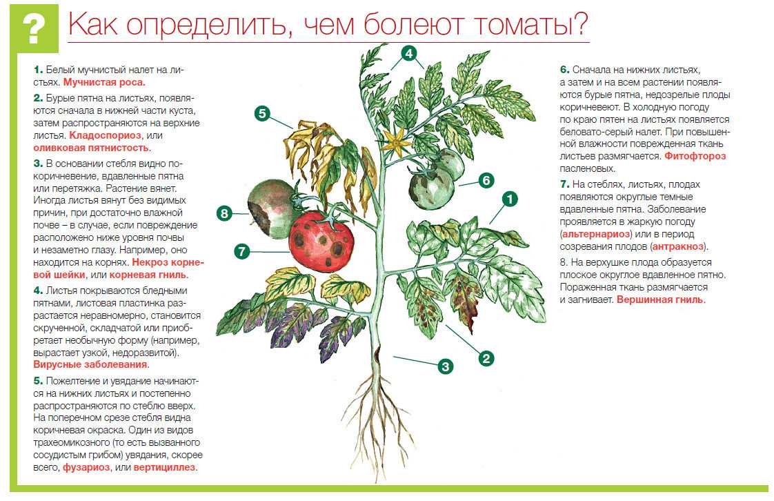 Болезни томатов: фото и их лечение (в теплице и открытом грунте)
