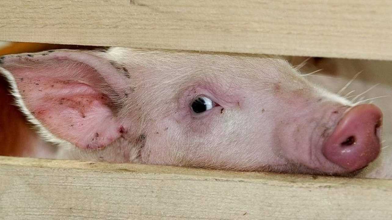Классическая чума свиней: признаки заболевания, вакцинация
