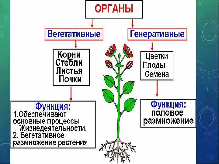 Роль воды в жизни растений: 8 основных функций