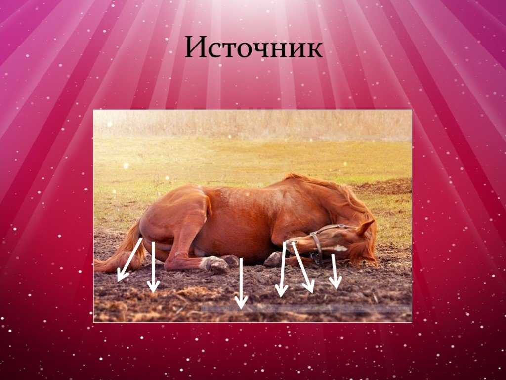 Вирус инфекционной анемии лошадей