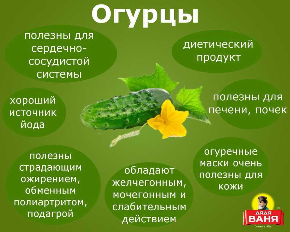 Огурец что это – ягода, овощ или фрукт, как правильно называть плод растения - onwomen.ru