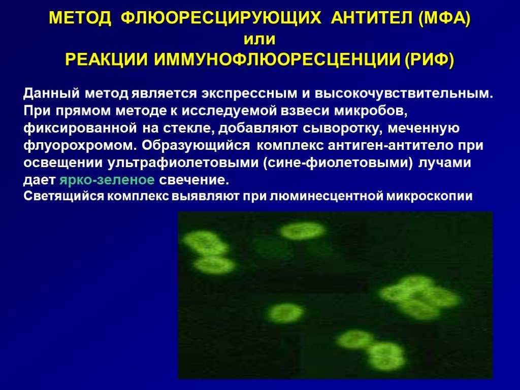 Метод флюоресцирующих антител принцип метода