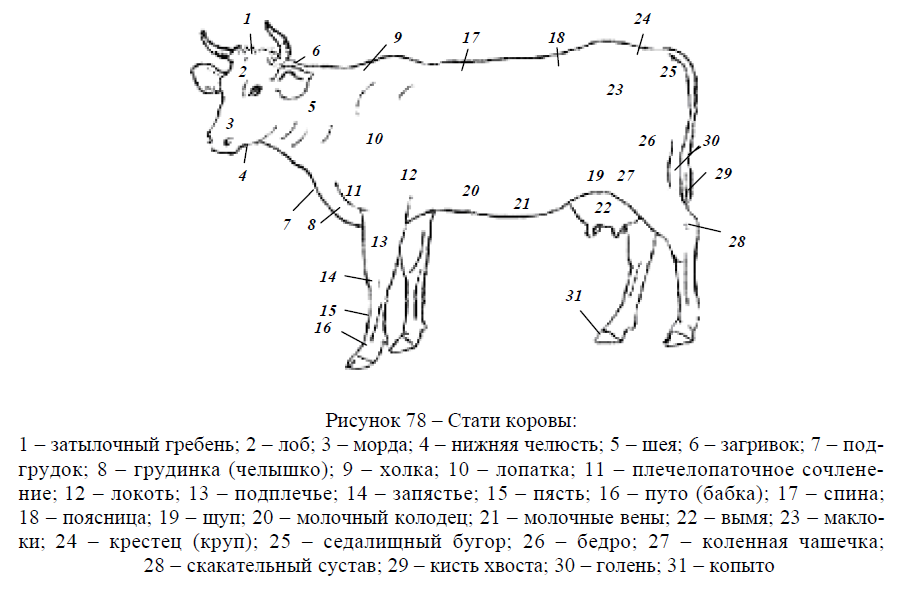 Оценка сельскохозяйственных животных по экстерьеру и конституции