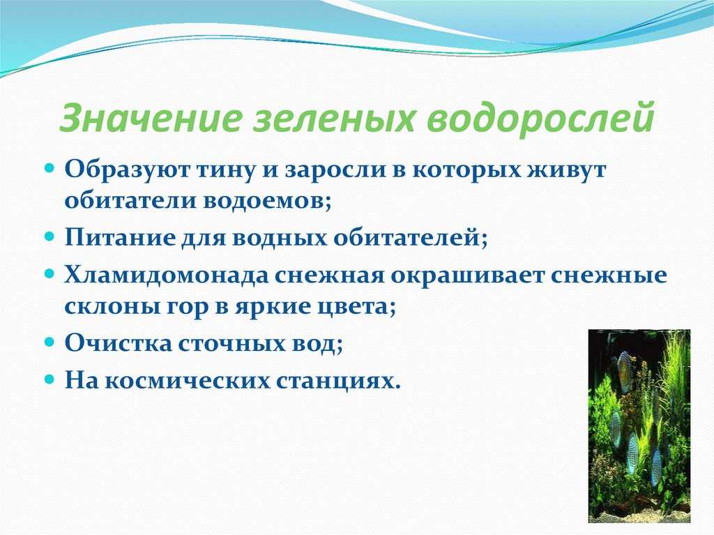 Адаптация у растений