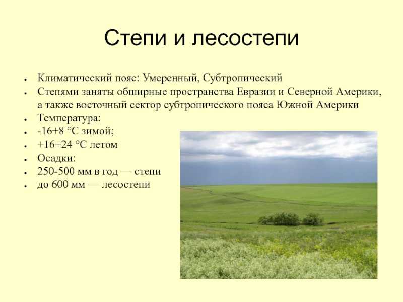 Растения степи: из чего состоит растительный мир местности?