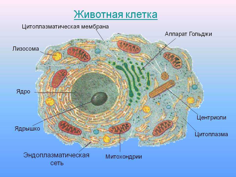 Презентация на тему адгезия клеток
межклеточные контакты
