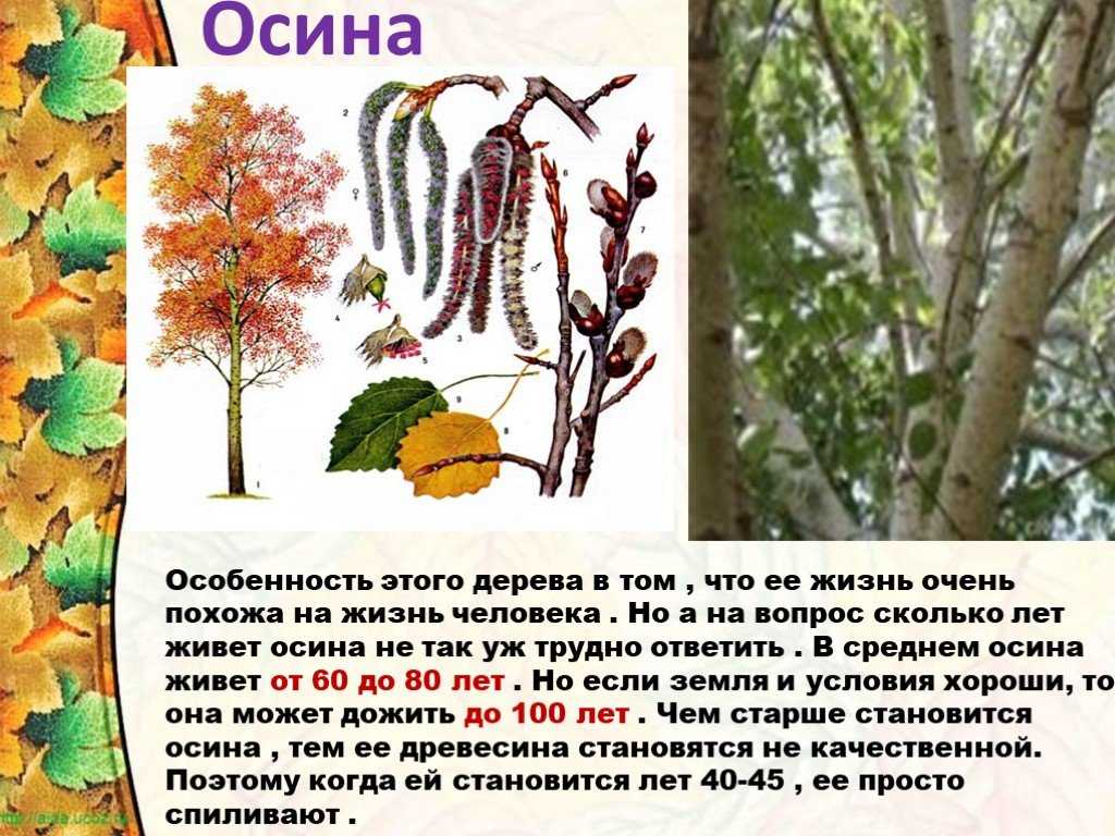 Посадка деревьев и кустарников. рекомендации и правила