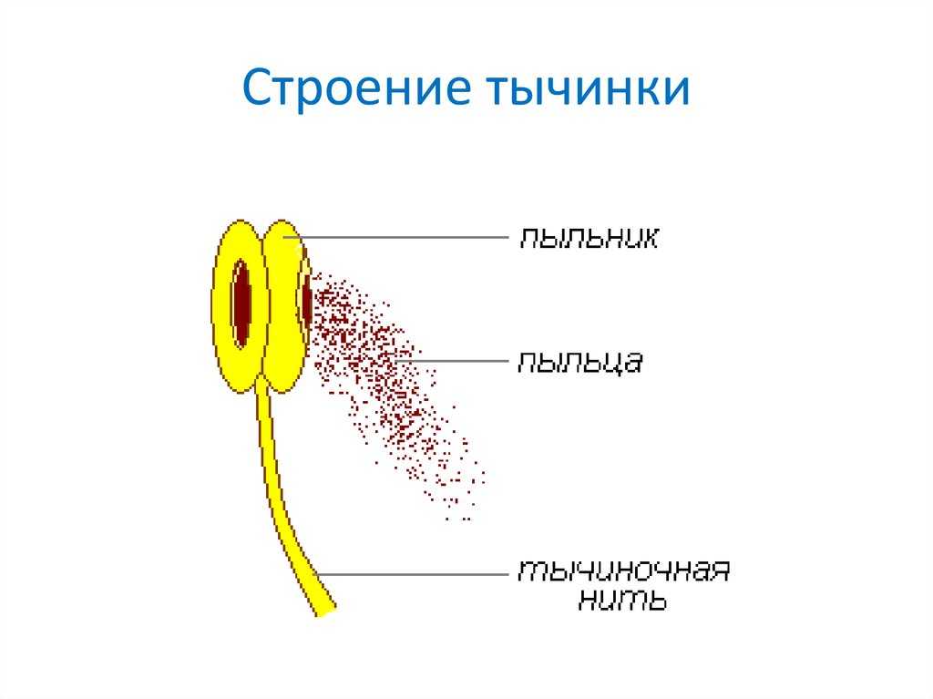 Развитие тычинки в онтогенезе. характеристика процессов, происходящих в пыльнике - цветок как особый репродуктивный орган покрытосеменных растений - морфология растений - т. а. сауткина - 2012
