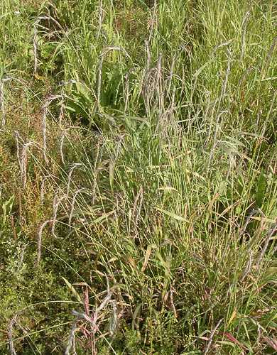 Elymus sibiricus l.описание таксона