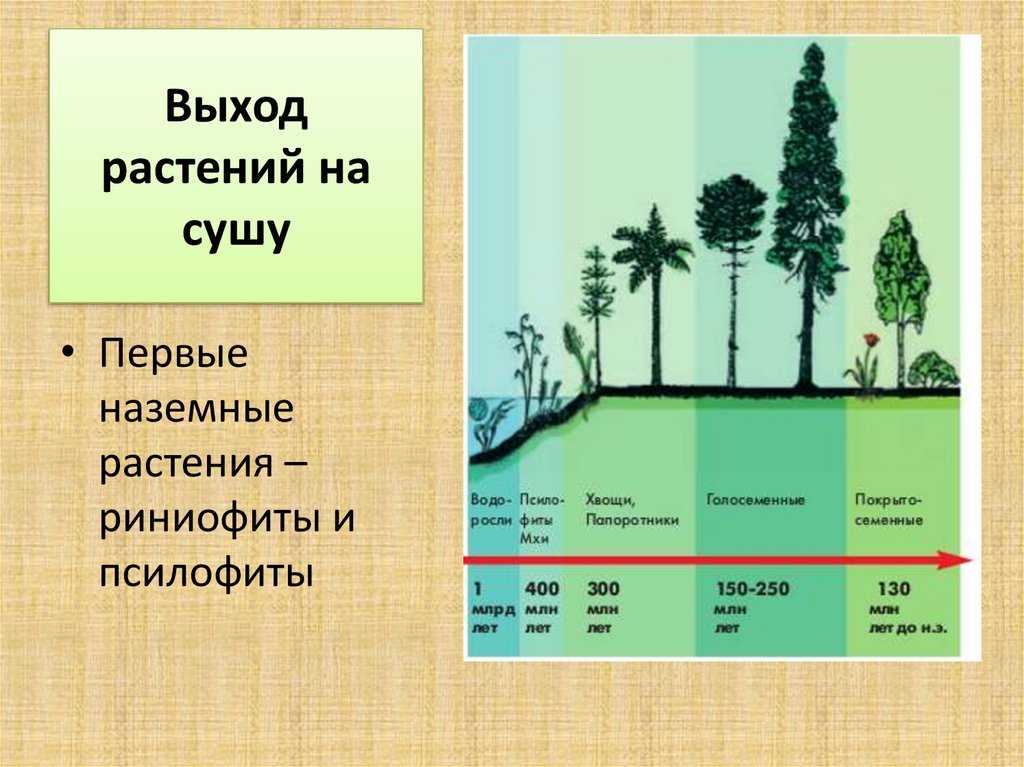 Первые выходцы на сушу - сосудистые растения - риниофиты  доклад, проект