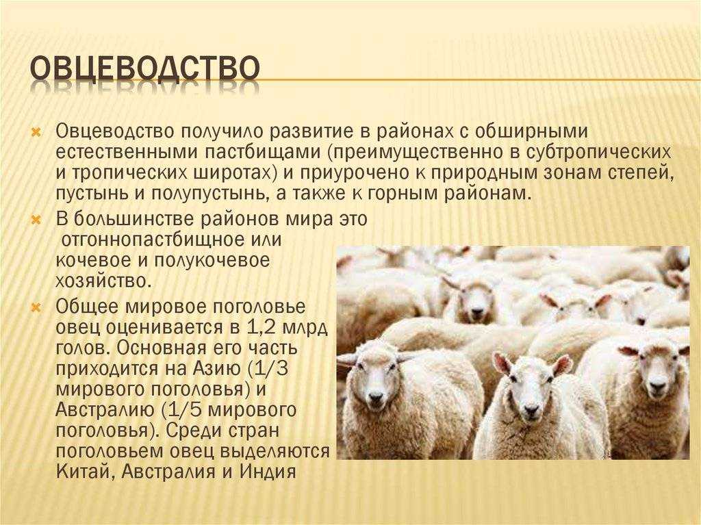 Овцеводство: особенности и перспективы разведения