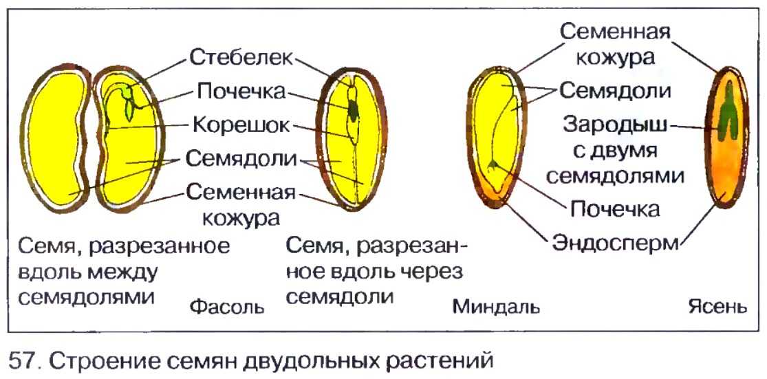 Помогите ответить на вопросы:-)  1. эндосперм есть в семенах 1)лука. 2) пшеницы. 3)ясеня. 4) фасоли