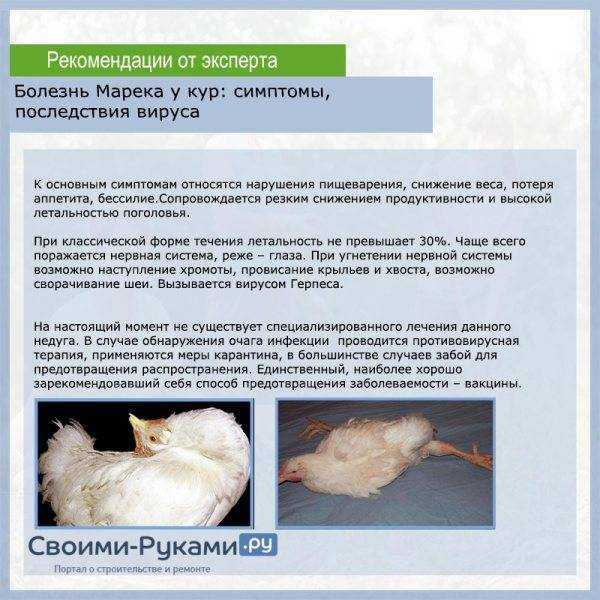 Синдром снижения яйценоскости-76 у кур — офремонт