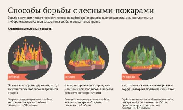 Верховой лесной пожар: основные виды и характеристики возгораний