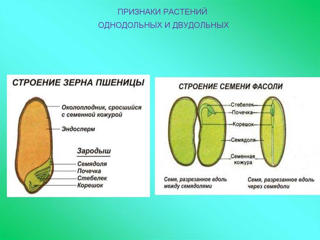 Части семян кукурузы — советы и идеи для дома