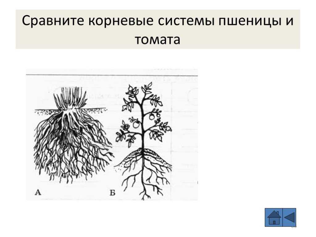 Биологические особенности озимой пшеницы