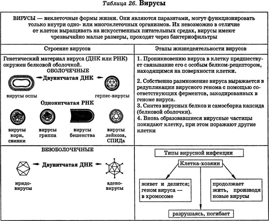 Классификация вирусов