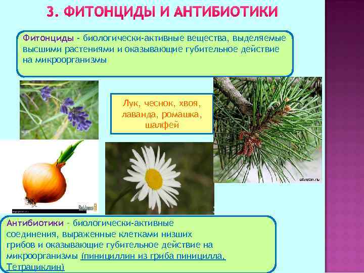 Действие фитонцидов. реферат. биология. 2016-12-06