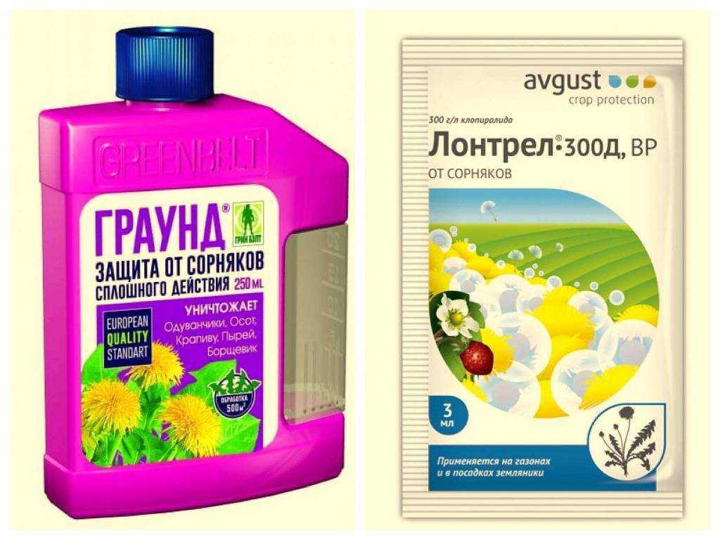 Сорные растения семейства злаков: классификация, характеристики название