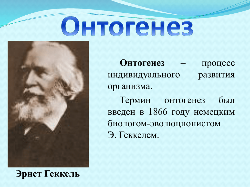 Спорогенез и гаметогенез цветковых презентация, доклад, проект