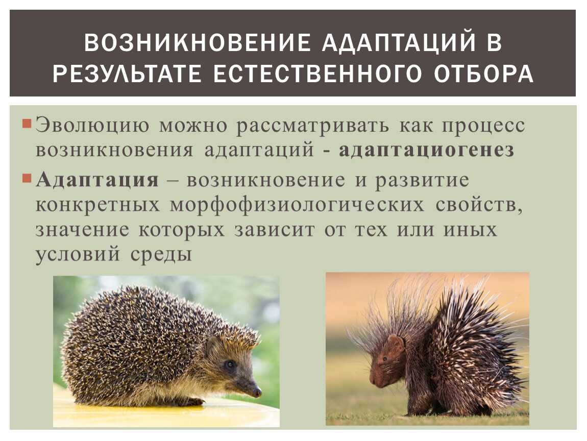 Что такое морфологическая адаптация?