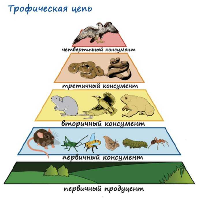 Фауна и население птиц эворон-тугурской равнины