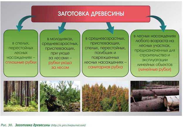 Научное обоснование рубок ухода в сосново-лиственных молодняках западной части зоны смешанных лесов   афонин евгений юрьевич