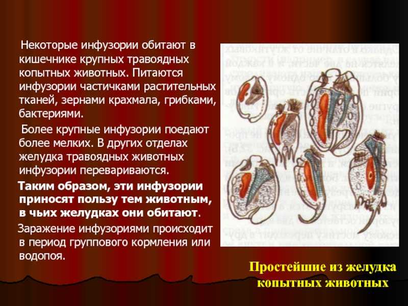 Пищеварение и продуктивность у коров красно-пестрой породы в зависимости от их физиологического состояния и сезонных факторов кормления