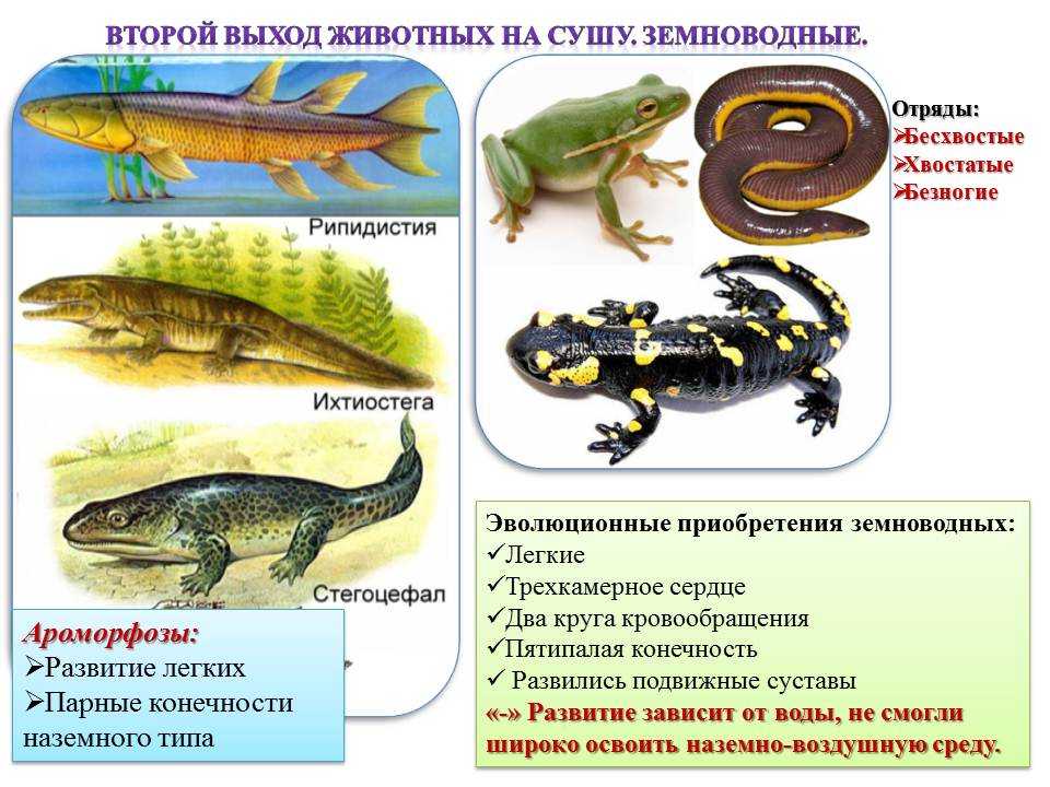 Публікація:михеев а.н. (2015) гиперадаптация. стимулированная онтогенетическая адаптация растений