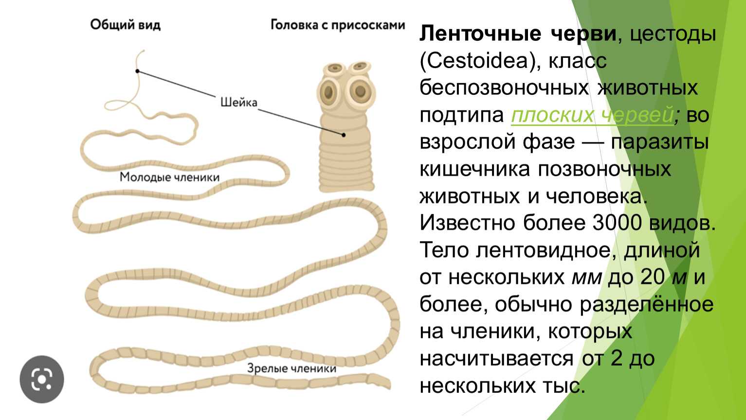 Болезни рыб
