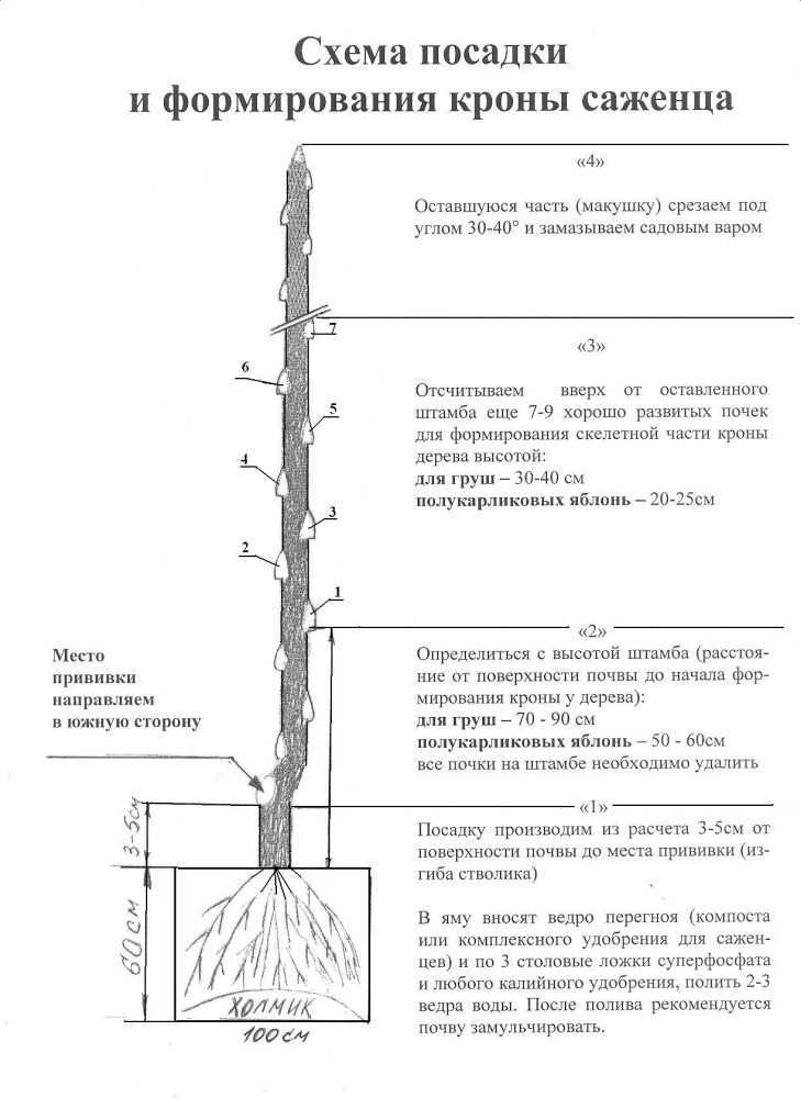 Колоновидная яблоня: посадка и уход, обрезка, описание сортов для подмосковья, фото