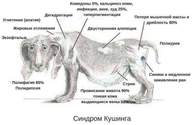 Лейшманиоз у собак: симптомы, фото и как лечить заболевание