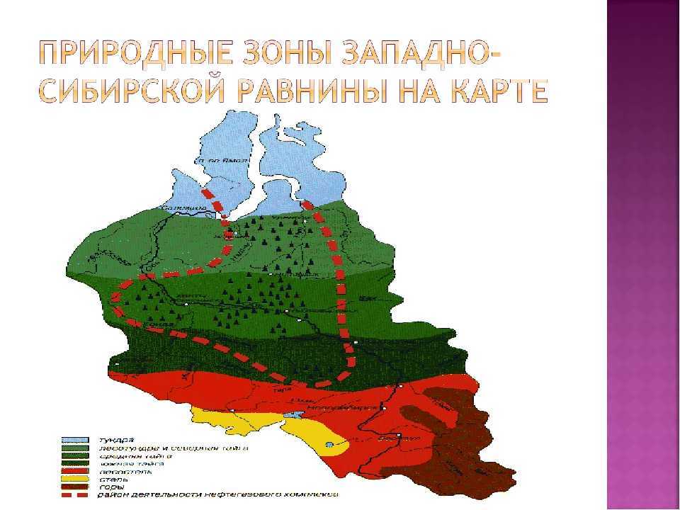 Западно-сибирская тайга. сибирь