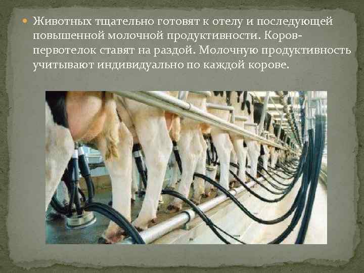 Гигиена ухода за животными. гигиена на животноводческих комплексах - курсовая работа