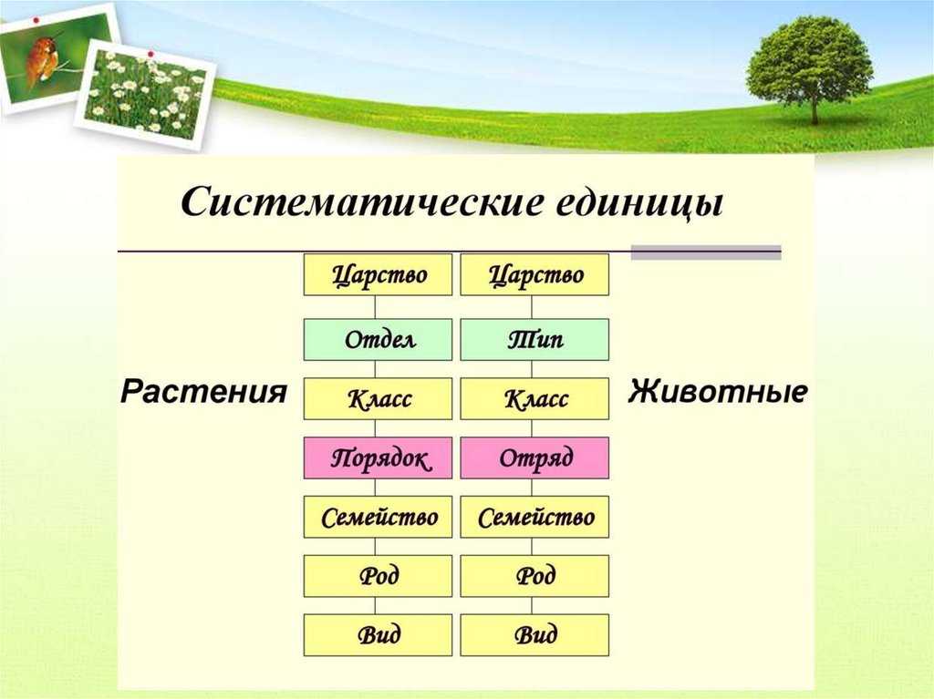 Клетка