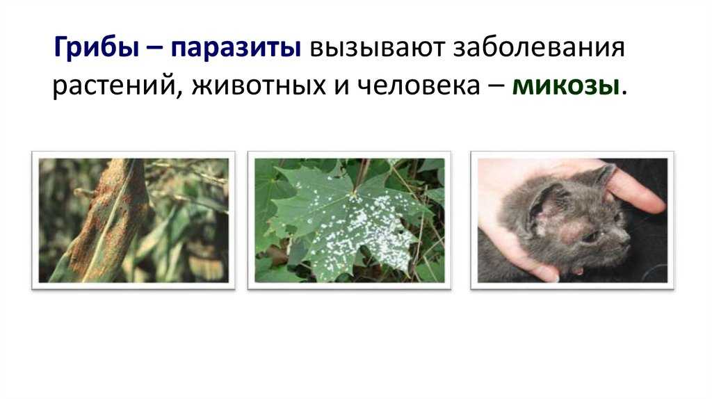 Выращивание шампиньонов, особенности ухода, грибной бизнес