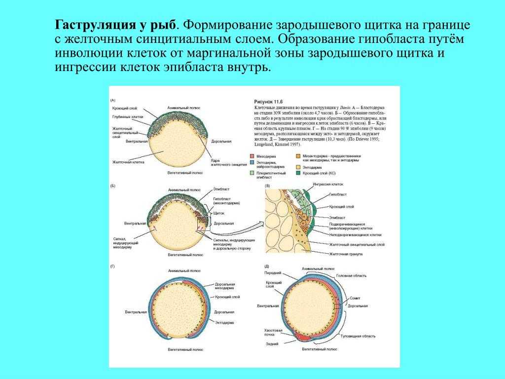 Реферат по теме костистые рыбы - развитие костистых рыб