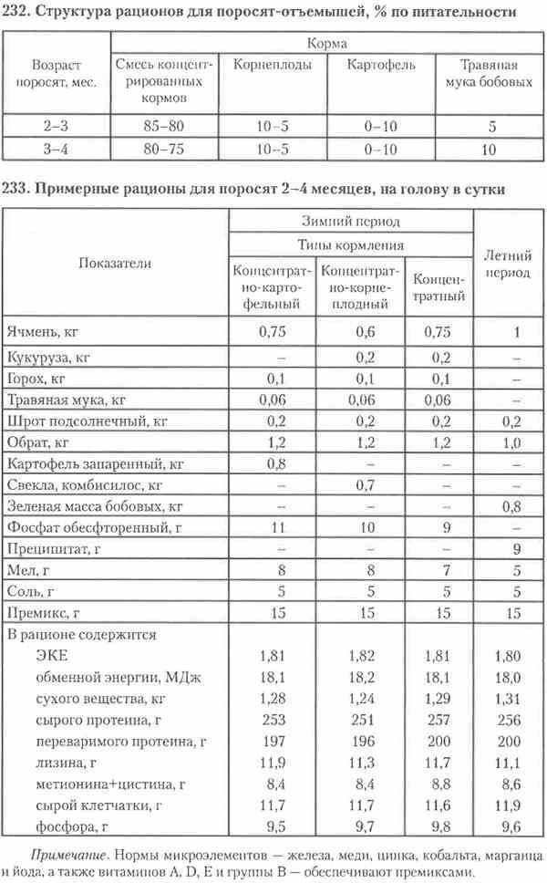 Как и чем кормить свиней? виды кормов, режим питания, фото