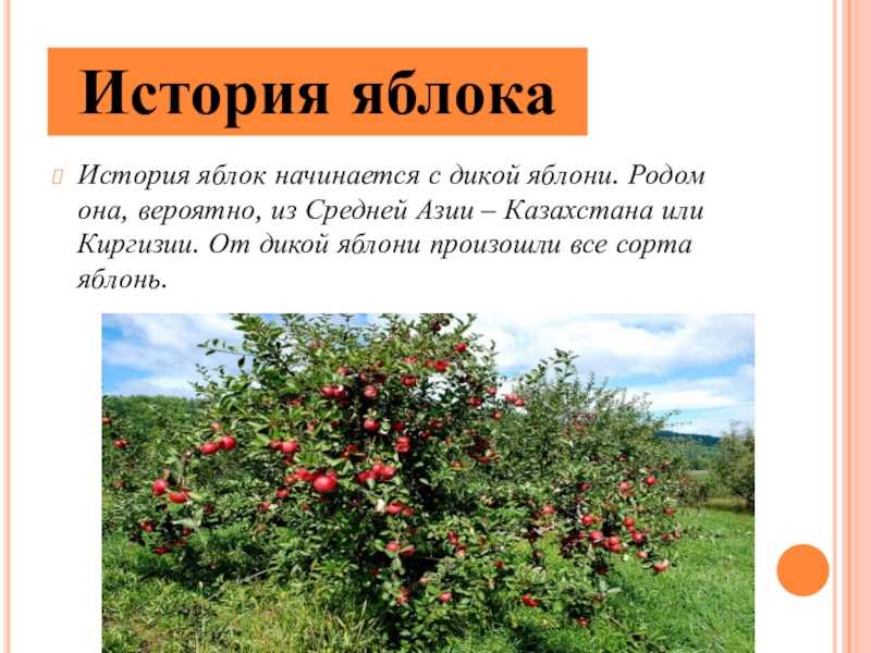 Где растёт самая первая яблоня, от которой произошли все сорта на земле, и при чём здесь лошади